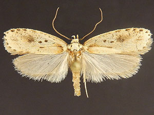 Agonopterix chrautis