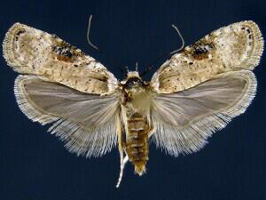 Agonopterix alstroemeriana