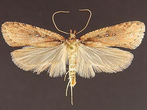 Agonopterix rosaciliella