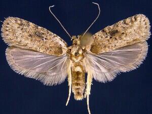 Agonopterix canadensis