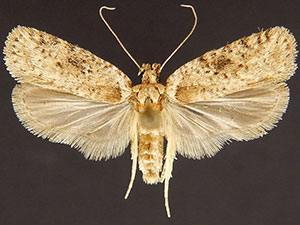 Agonopterix canadensis