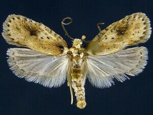 Agonopterix flavicomella