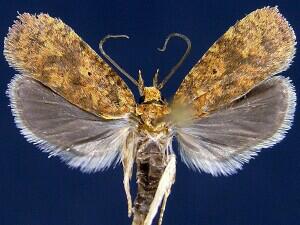 Agonopterix robiniella