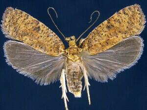 Agonopterix thelmae