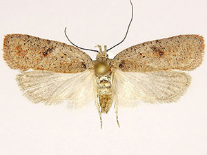 Agonopterix sanguinella