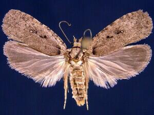 Agonopterix argillacea