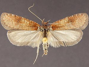 Agonopterix psoraliella