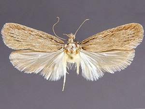 Apachea barberella