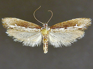 Ethmia epileuca