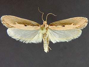 Ethmia epileuca