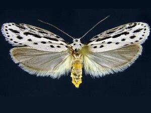 Ethmia zelleriella