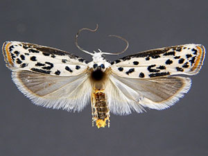 Ethmia bittenella