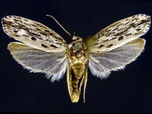 Ethmia confusella