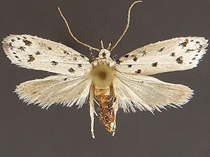 Ethmia julia