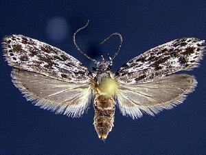 Ethmia farrella