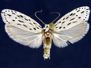 Ethmia longimaculella