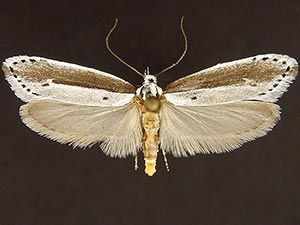 Ethmia albicostella