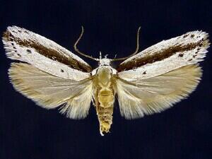 Ethmia mirusella