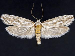 Ethmia angustalatella