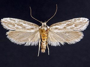 Ethmia angustalatella