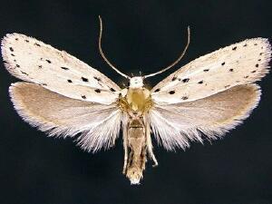 Ethmia sp.