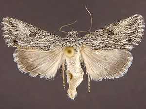 Sympistis ciliata