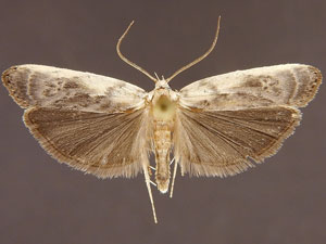 Antaeotricha furcata