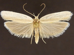 Antaeotricha utahensis