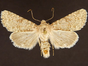 Scotogramma densa