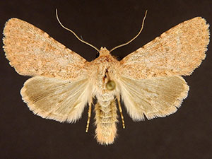 Scotogramma harnardi