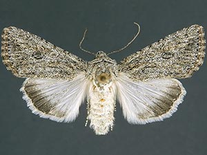 Scotogramma yakima