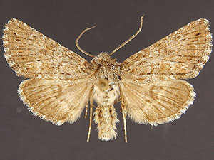 Lasionycta benjamini