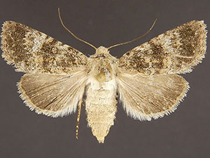 Lacinipolia uliginosa