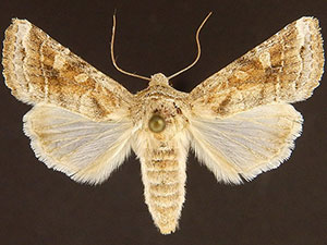 Lacinipolia erecta