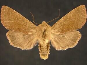 Orthosia pacifica