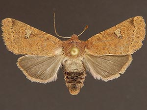 Orthosia tenuimacula