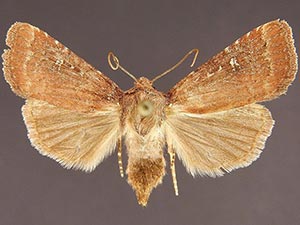 Pseudorthodes keela