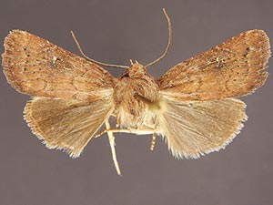 Pseudorthodes keela