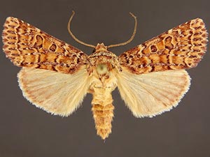 Hypotrix alamosa