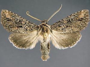 Tricholita knudsoni