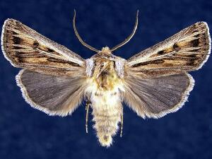 Agrotis daedalus