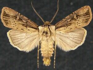 Agrotis antica