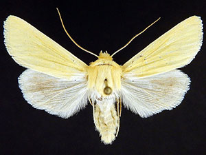 Copablepharon opleri