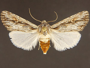 Dichagyris dubitata