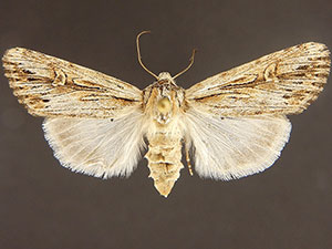 Dichagyris dubitata