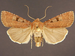 Euxoa lewisi