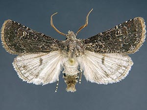 Euxoa serotina