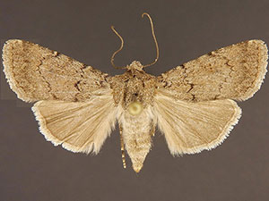 Euxoa bifasciata