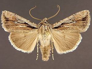 Euxoa subandera