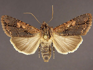 Dichagyris proclivis